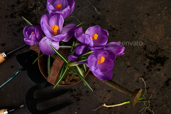 Gardening tools, young seedlings, crocus flower. spring - Stock Photo - Images