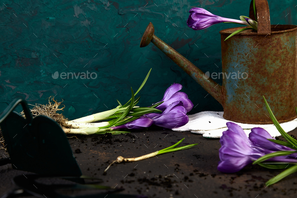 Gardening tools, peat pots, crocus flower. spring - Stock Photo - Images