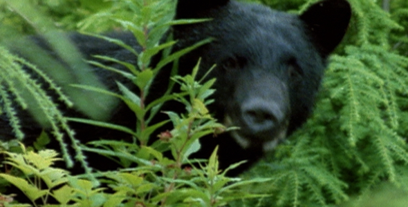Bear Eating Berries: Sequence