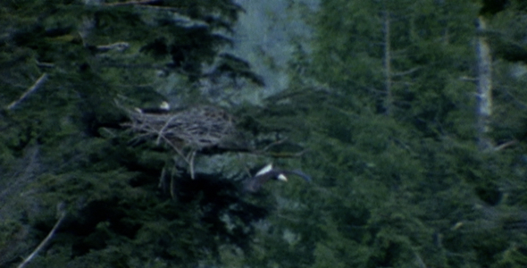 Bald Eagle Flies From Nest