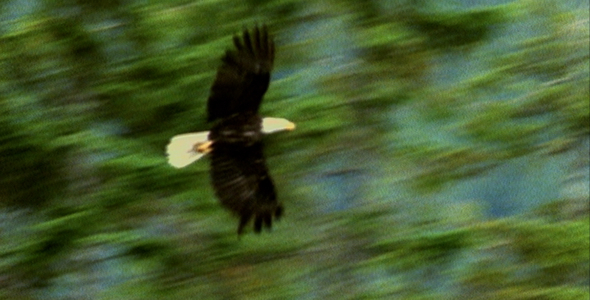 Bald Eagle Flies from Nest: Sequence