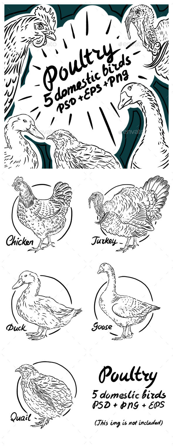 Poultry Sketch Pack - Animals Characters