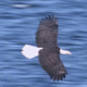 Bald Eagle Flight Close Up - VideoHive Item for Sale
