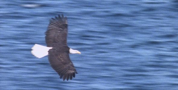 Bald Eagle Flight Close Up