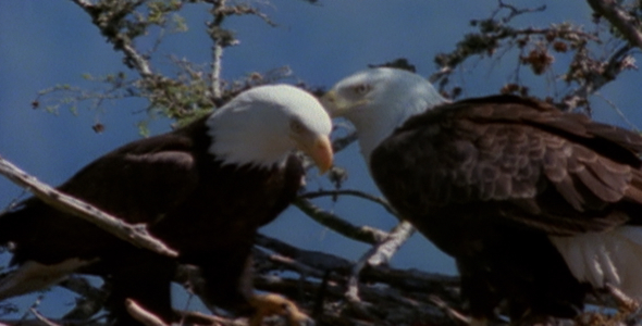 Bald Eagles on Nest 1