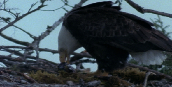 Bald Eagle Eating On nest