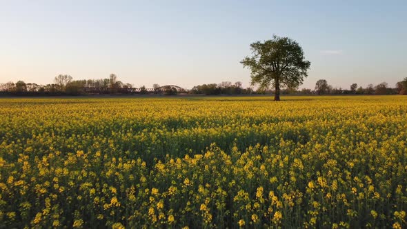 Large Tree in Blooming Rapeseed Field alt