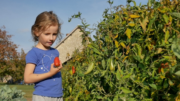 A Beautiful Curly Girl Eats Tomatoes Right in the Garden, Tearing It Off a Branch Organic Farming
