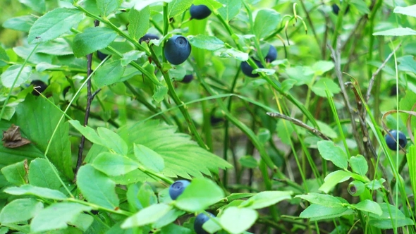 Blue Berries Growing in a Forest