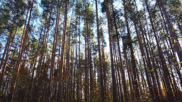 Beautiful High Pines on a Wind in Forest