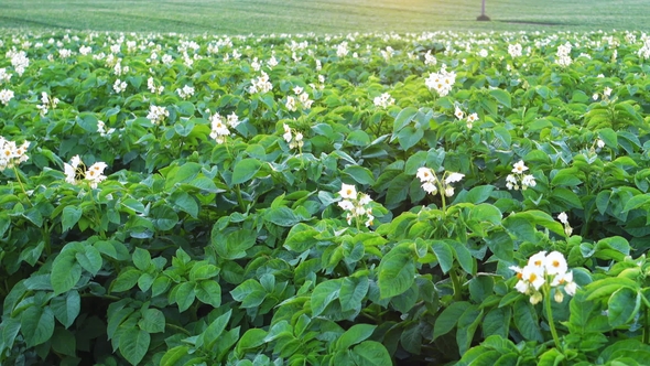 Crane Shoot of a Blooming Potato Field at Morning, Rural Scene