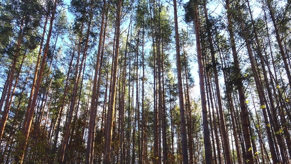 High Pines in Forest at Beautiful Day