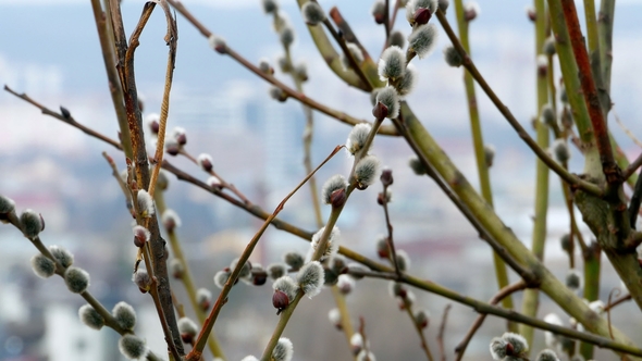 Tree Branch with Buds Background, Spring