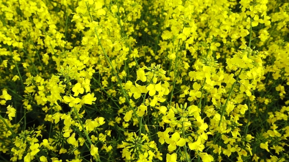 Yellow Canola Field at Sunny Day alt