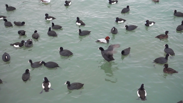 Ducks Swim in a Lake