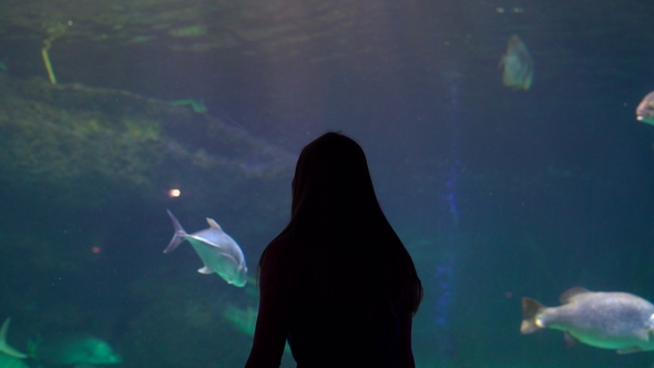 Silhouette of a Woman Watching Incide of a Huge Aquarium Full of Exotic Fish in an Oceanarium alt