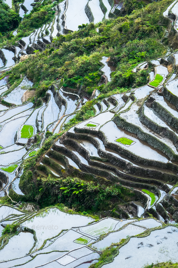 Abstract rice terraces texture with sky reflection. Banaue, Phil Stock Photo by PerfectLazybones