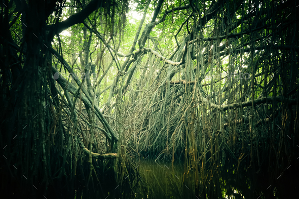 Mysterious landscape of mangrove rain forest. Sri Lanka - Stock Photo - Images