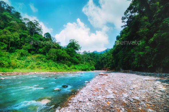 Mountain river and dense jungle. Sumatra, Indonesia. - Stock Photo - Images