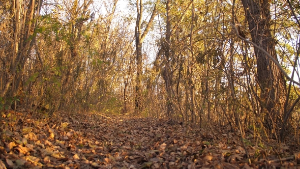 Beautiful Dog Runs Along a Forest Path Strewn with Foxes