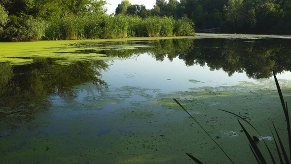 Duckweed and Reeds on River