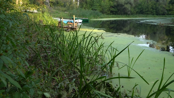 River in Summer Morning