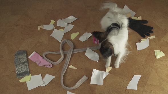 Dog Papillon Arranged Pogrom in the House Scattered Things and Tore the Paper Stock Footage Video alt