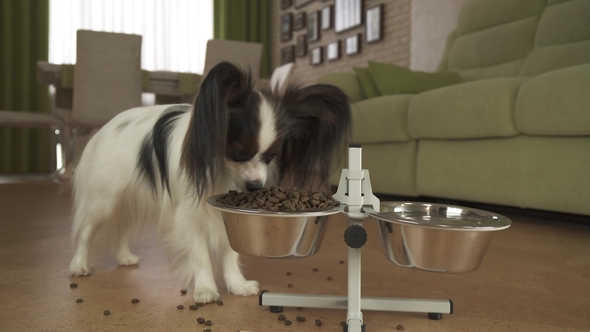 Dog Papillon Eats Dry Food From a Metal Bowl on a Stand in Living Room alt