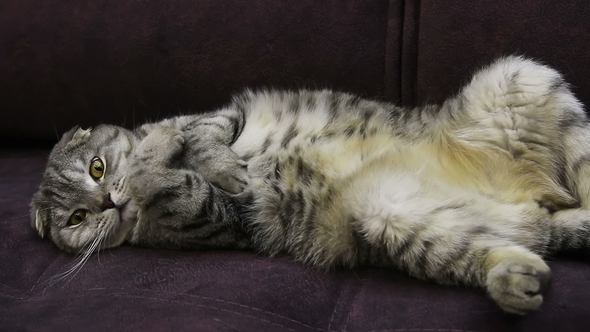 Scottish Fold Cat Lying on the Couch