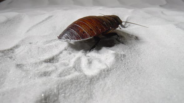 Madagascar Hissing Cockroach Creeping on White Dry Sand alt
