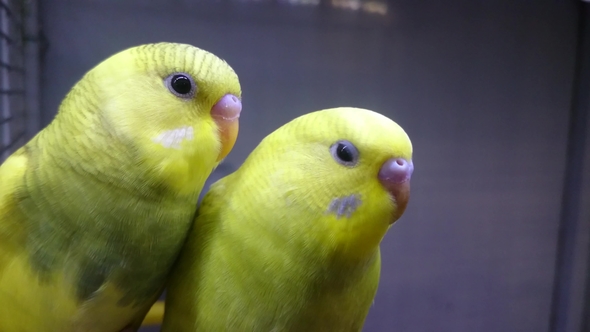 Two Yellow Wavy Parrots Look at You alt