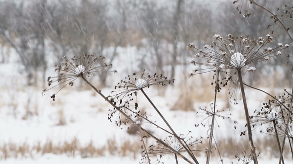 Heavy Snowfall on Field with Dried Grass. Winter Natural Background alt