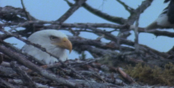 Bald Eagles on Nest in Rain