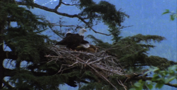 Bald Eagle Flies From Nest 2