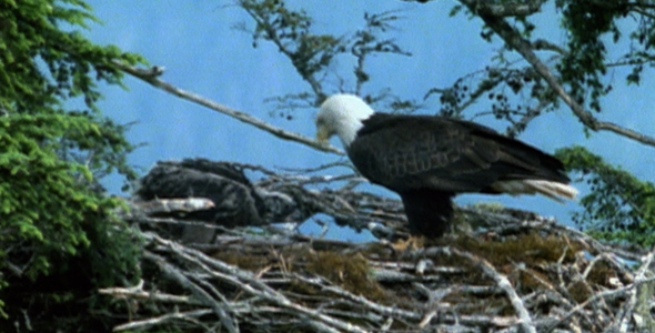 Bald Eagle and Chick on Nest