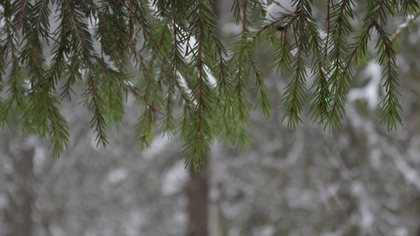Winter Fir Branch Tree Covered with Snowfall Snowflakes Falling