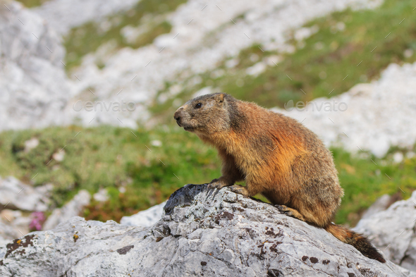 Alpine marmot (Marmota marmota) on rock Stock Photo by porojnicu | PhotoDune