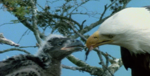 Bald Eagle Feeding Chick 2