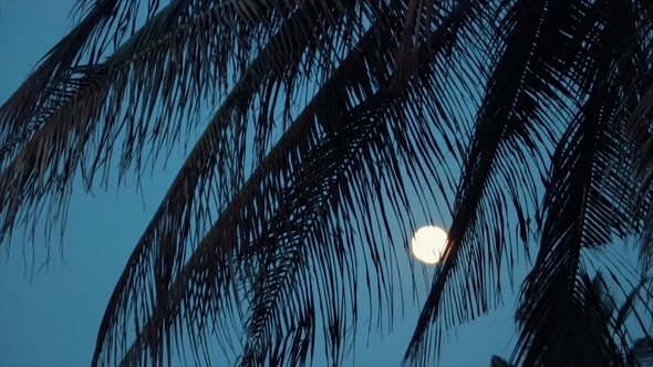 Tropical Night with View of Moon, Palm Tree in Holiday Paradise, Stock ...