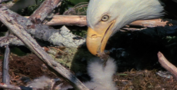 Bald Eagle Feeding Day Old Chick