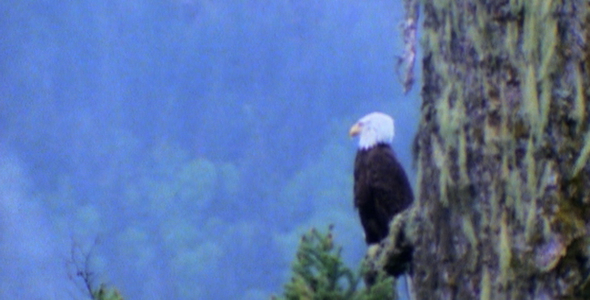 Bald Eagle in Ancient Tree: Sequence