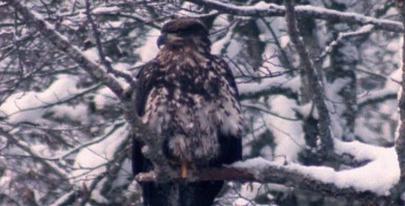 Bald Eagle in Winter: Sequence