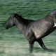 Wild Horses Run Across Hillside - VideoHive Item for Sale