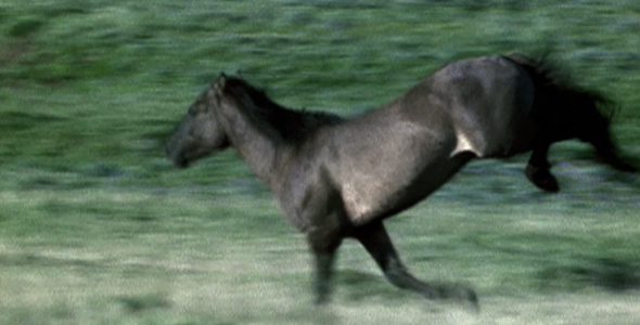 Wild Horses Run Across Hillside
