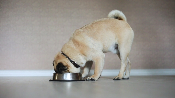 pug dog bowl