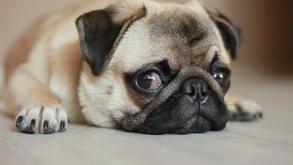 Sleepy Dog, Pug, Falls Asleep, Stock Footage | VideoHive