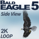 Bald Eagle-5 Side View - VideoHive Item for Sale
