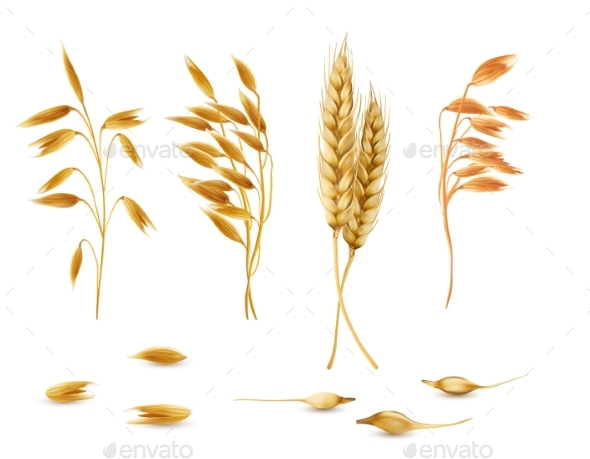 Vector Set of Cereal Plants for Package Design - Food Objects