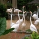 White or Pink Flamingo at the Khao Kheow Open Zoo