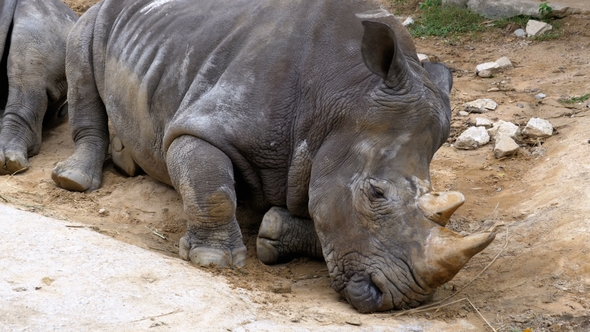 Rhinoceros Lies on the Ground at the Khao Kheow Open Zoo. Thailand alt